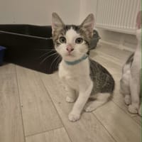 célian, chat à adopter