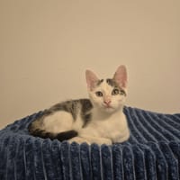 thélio, chat à adopter