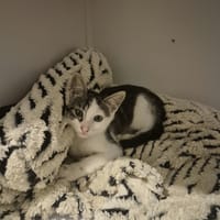 jane, chatte à adopter
