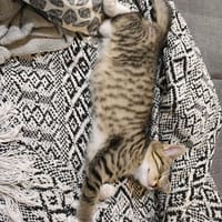 eliott, chat à adopter