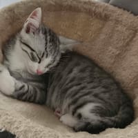 peter, chat à adopter