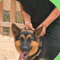 LOLA (Los Reyes), chienne à adopter