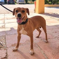 PILI (Maria), chienne à adopter