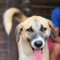 TROJAN (Maria), chien à adopter