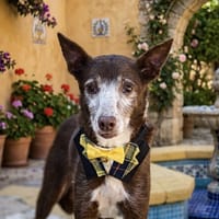 NINO (Salvado Angeles), chien à adopter