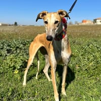NAYRA (Animalea), chienne à adopter