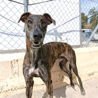 NEKO (Union animal), chien à adopter
