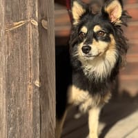 CLARENCE (Maria), chien à adopter
