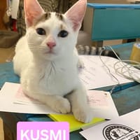 KUSMI À ADOPTER AVEC UN CHAT DÉJÀ PRÉSENT CHEZ VOUS, chatte à adopter