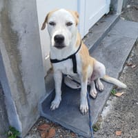 ALBA, chienne à adopter