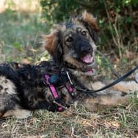aktiver, lernwilliger Junghund BODO sucht seine Menschen, Hund zur Adoption