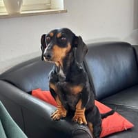 Normand -Kleiner Charakterkopf sucht seinen sicheren Hafen, Hund zur Adoption
