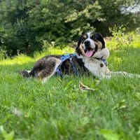 Balu, herzensguter Rüde, ca. 4 Jahre, Hund zur Adoption