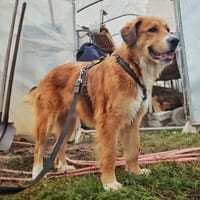 Aiko, elegant, liebt Wasser, ruhiges Wesen, Hund zur Adoption