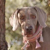 LOLA, Hündin zur Adoption