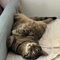 Ein toller Familienkater, Kater zur Adoption