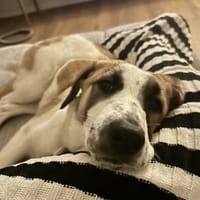 Aikaeine junge, ausgesprochen liebe Hündin, Hündin zur Adoption