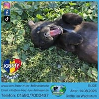 Kristy braucht schnell ein Zuhauses, Hund zur Adoption