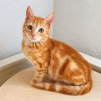 Pumuckl, sanfter Kuschelkater, ca. 5 Monate, Kater zur Adoption