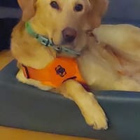Spike  ist keine Schlaftablette, Hund zur Adoption