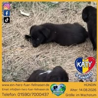 Katy ist in großer Not, Hündin zur Adoption