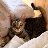 Yentel, aufgeweckter Tigerkater, ca. 1 Jahr, Kater zur Adoption
