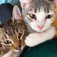 Mini, menschenbezogene Schönheit, ca. 8 Monate, Katze zur Adoption