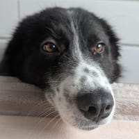 Greta sucht ihr neues Für Immer Zuhause, Hündin zur Adoption