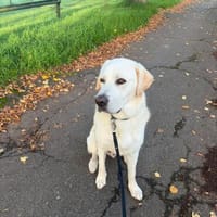 Pino, Hund zur Adoption