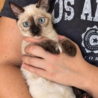 Nuschi, bezaubernde Schönheit, ca. 5 Monate, Katze zur Adoption