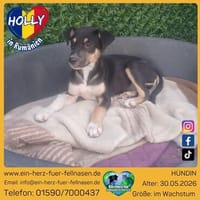 Holly möchte ankommen, Hündin zur Adoption