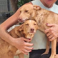 Zwei Herzen im Doppelpack, Hündin zur Adoption