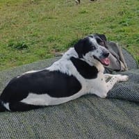 REZ 💙💙💙 anschmiegsam und ruhig, Hund zur Adoption