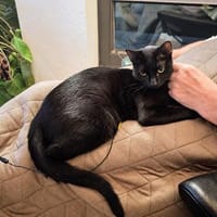 Lakritz, eleganter Jungkater, ca. 1 Jahr, Kater zur Adoption