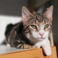 Hulk, menschenbezogener Schmusekater, ca. 1 Jahr, Kater zur Adoption