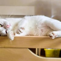 Prada, fröhliches Tricolour-Mädchen, ca. 1 Jahr, Katze zur Adoption