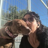 Brownie, ein Herzenshund der neu anfangen möchte, Hund zur Adoption