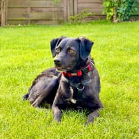 Quintino-freundlich und lieb, Hund zur Adoption