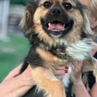 Dodo (*2025) auf der Suche nach seinem Glück, Hund zur Adoption