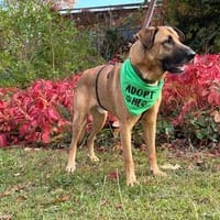 Cholo , Teddybär sucht Liebe, Hund zur Adoption