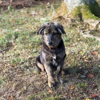 Rani - kleine Herzenshündin sucht ihr großes Glück, Hündin zur Adoption