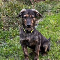 Ritchie- kleiner Wirbelwind sucht sein großes Glück, Hund zur Adoption