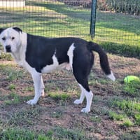 Rex, chien à adopter
