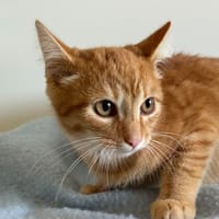 WONTON, chat à adopter