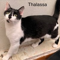 Thalassa, chatte à adopter