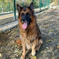 peiko, chien à adopter