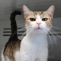 BAIA CHA, chatte à adopter