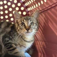 NEMS, chat à adopter