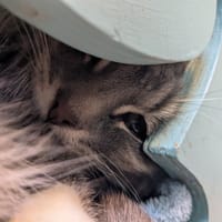 NALA, chatte à adopter