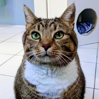 MOON, chat à adopter
